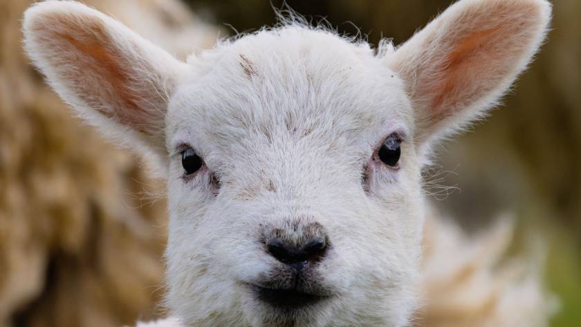 Lamm im Lamm