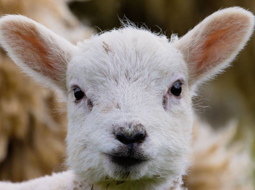 Lamm im Lamm