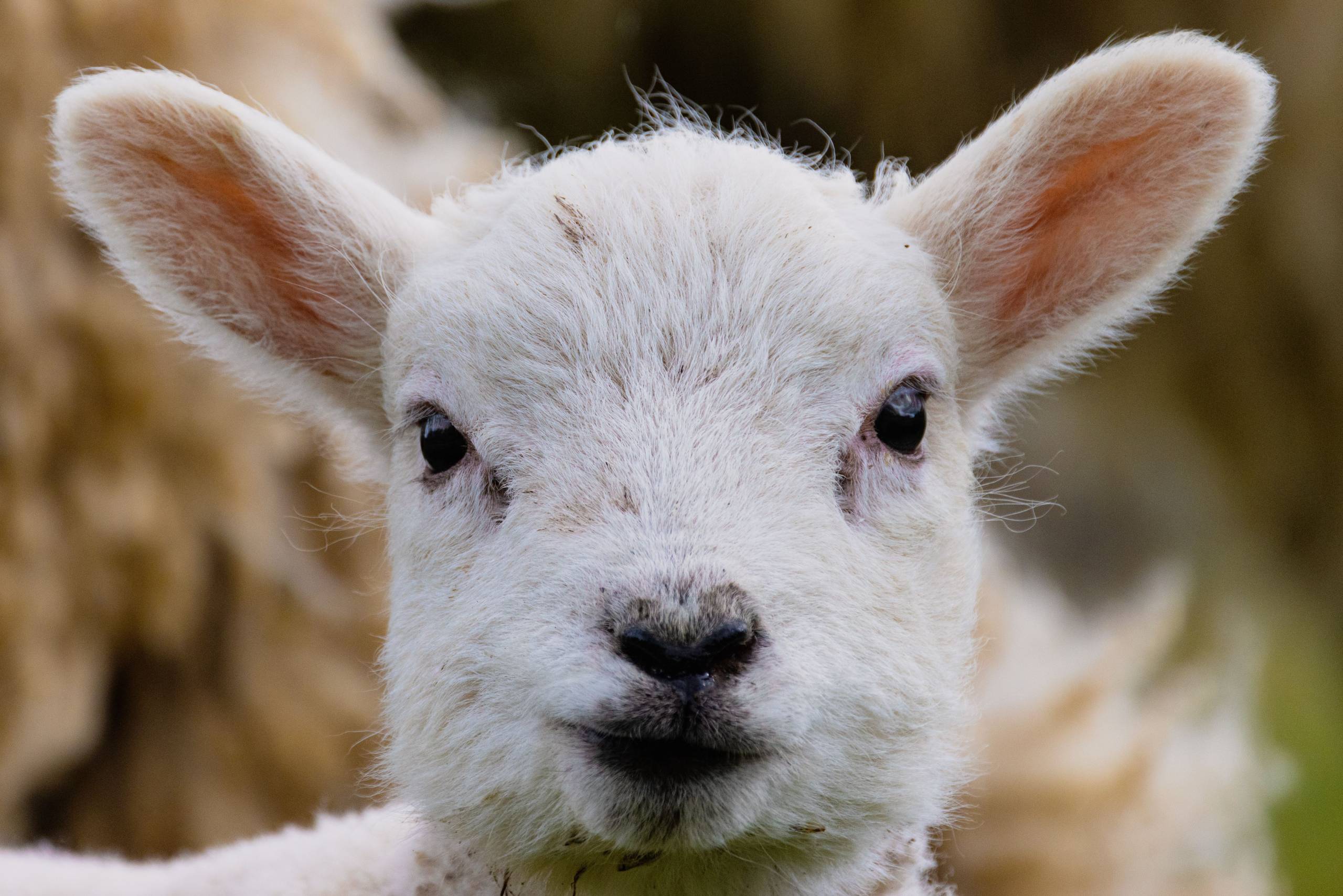 Lamm im Lamm